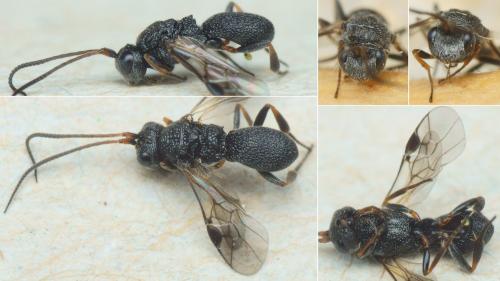 Ascogaster sp.